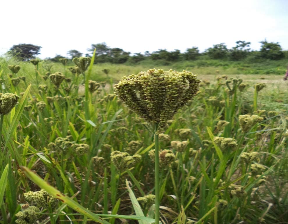 Shaheed Gundadhur College of Agriculture and Research Raipur Events photo 2