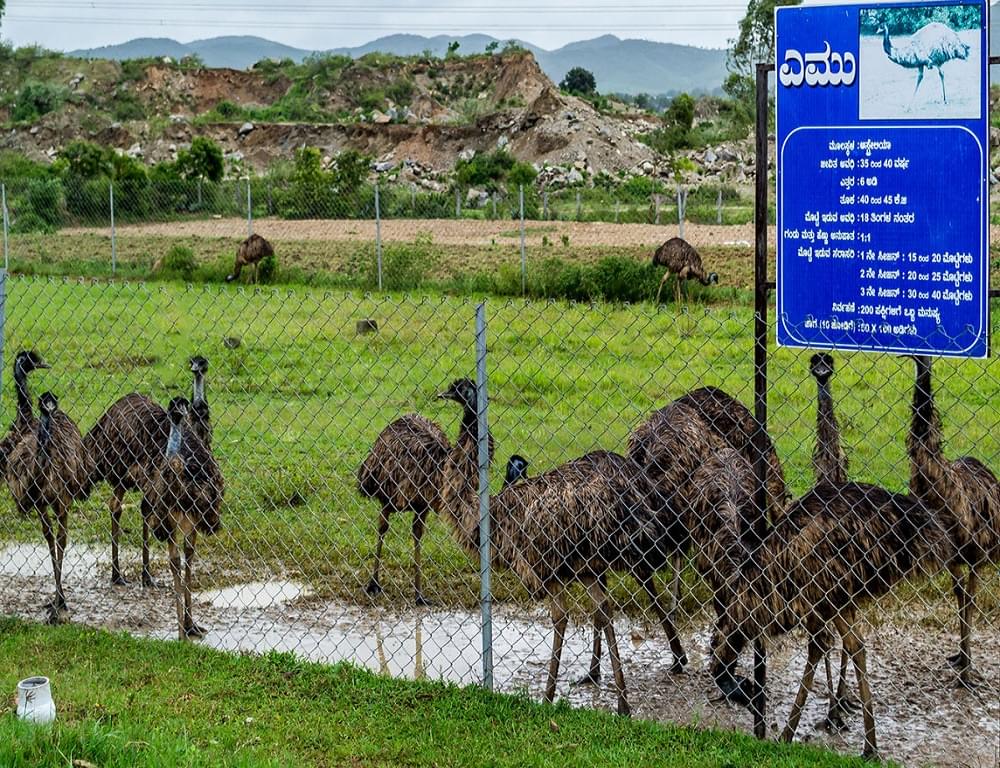 University of Agricultural and Horticultural Sciences Bangalore Festivals photo 10
