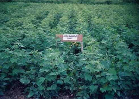 Central Institute of Cotton Research Nagpur General photo 1