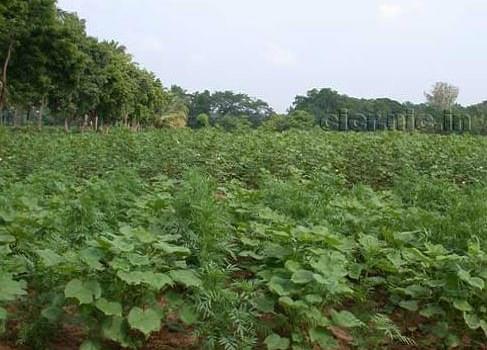 Central Institute of Cotton Research Nagpur General photo 7