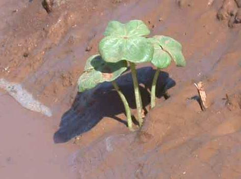 Central Institute of Cotton Research Nagpur General photo 11