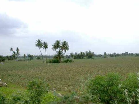 Central Institute of Cotton Research Nagpur General photo 13