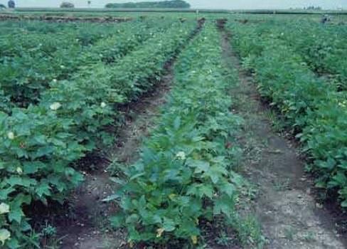 Central Institute of Cotton Research Nagpur General photo 3