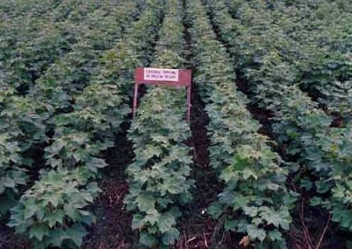 Central Institute of Cotton Research Nagpur General photo 4