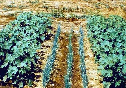 Central Institute of Cotton Research Nagpur General photo 6