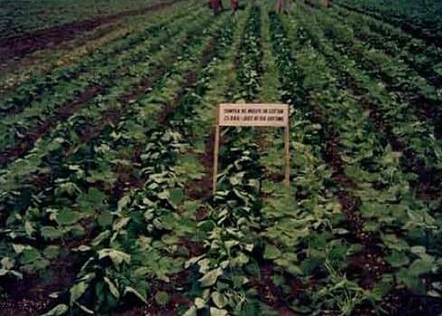 Central Institute of Cotton Research Nagpur General photo 9