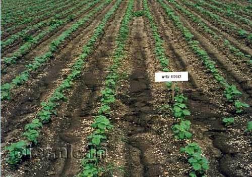 Central Institute of Cotton Research Nagpur General photo 10