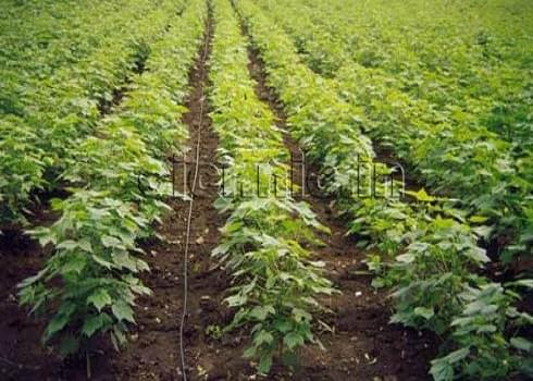 Central Institute of Cotton Research Nagpur General photo 14