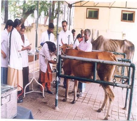 Rajiv Gandhi College of Veterinary & Animal Sciences Pondicherry Campus photo 6