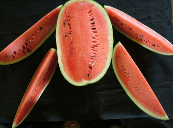 Indian Institute of Horticultural Research Bangalore Infrastructure photo 20