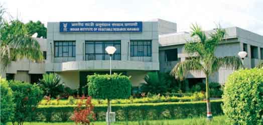 Indian Institute of Vegetable Research Varanasi Campus photo 2