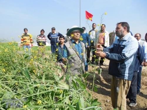 Directorate of Rapeseed Mustard Research Bharatpur Campus photo 5