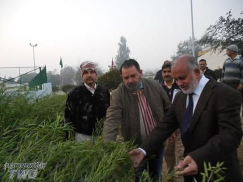 Directorate of Rapeseed Mustard Research Bharatpur Campus photo 7