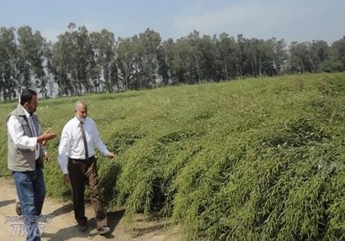 Directorate of Rapeseed Mustard Research Bharatpur Campus photo 1
