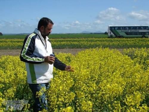 Directorate of Rapeseed Mustard Research Bharatpur Campus photo 3
