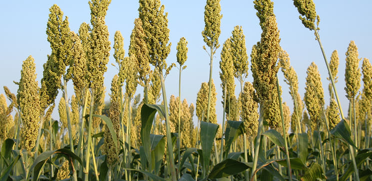 Directorate of Sorghum Research Hyderabad Campus photo 6