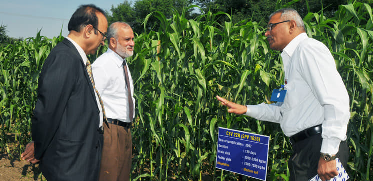 Directorate of Sorghum Research Hyderabad Campus photo 7