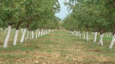 Central Institute of Temperate Horticultural Srinagar Facility photo 1