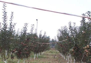Central Institute of Temperate Horticultural Srinagar Facility photo 2