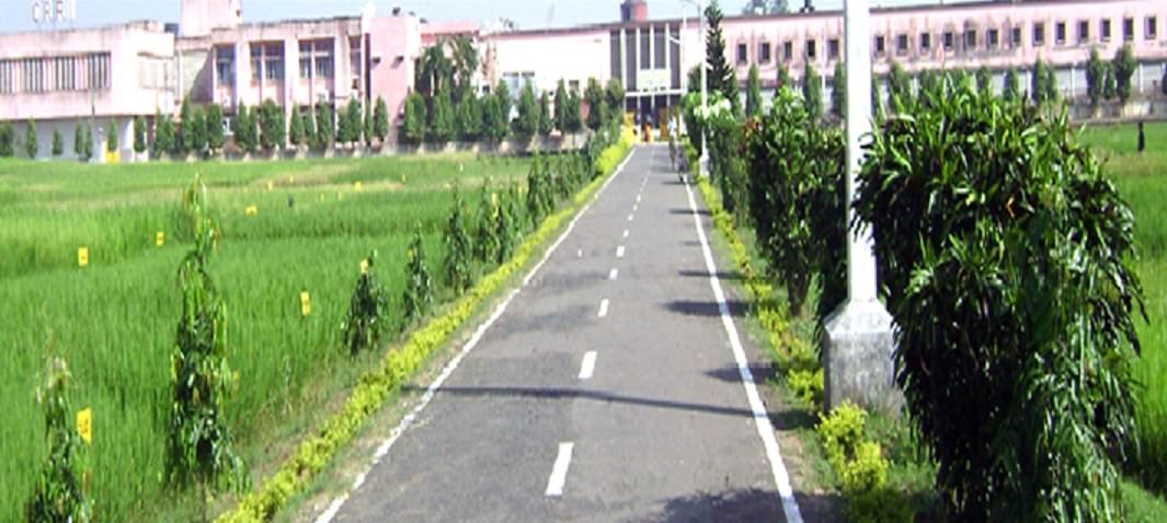 Central Rice Research Institute Cuttack College Images photo 6