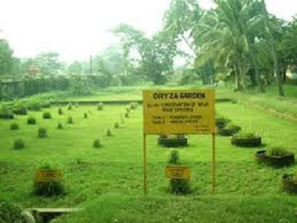 Central Rice Research Institute Cuttack College Images photo 3