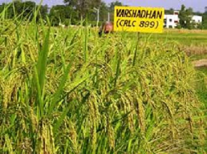 Central Rice Research Institute Cuttack College Images photo 4