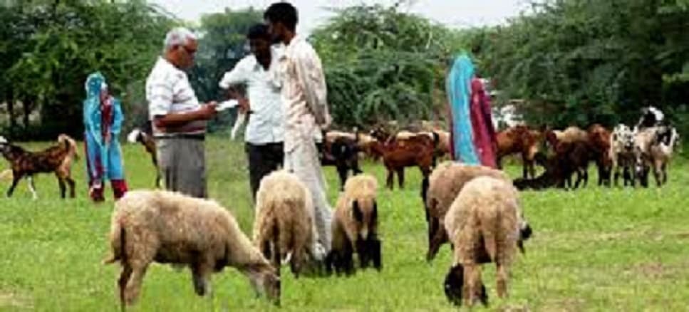 Central Sheep and Wool Research Institute Tonk College Images photo 8