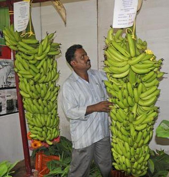 National Research Centre for Banana Tiruchirappalli Academic Building photo 8