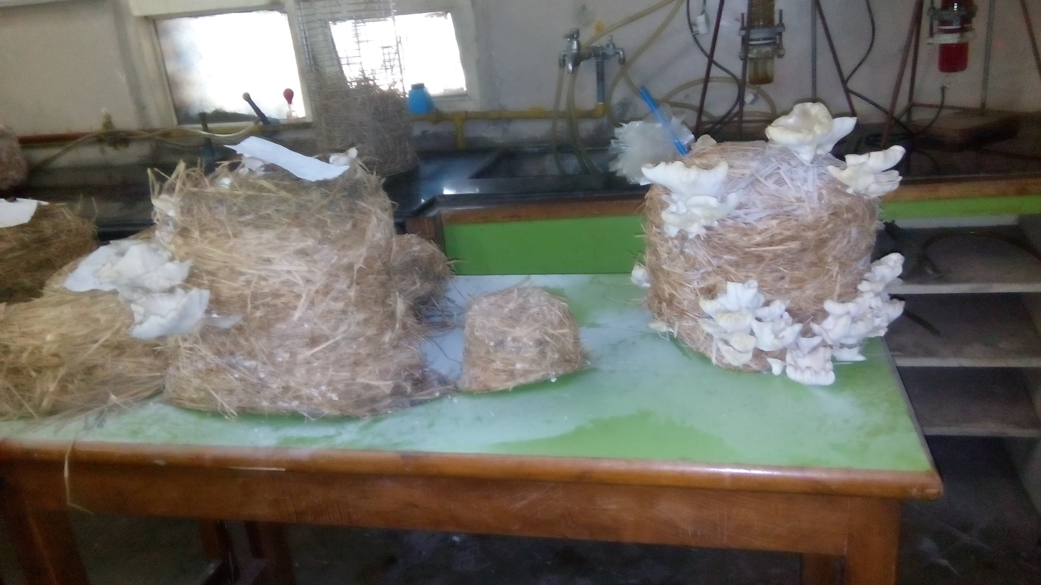 Smt Kasturbai Walchand College Sangli Infrastructure photo 4