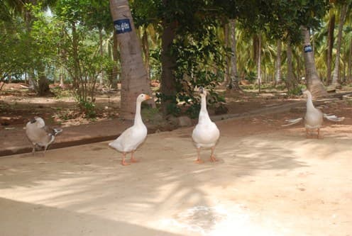Sri Sarada Niketan College for Women Karaikudi Campus photo 2