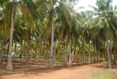 Sri Sarada Niketan College for Women Karaikudi Campus photo 3