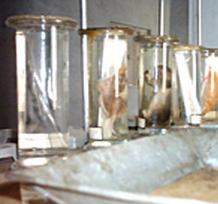 Shri Shankar Ji Mahavidyalaya Ambedkar Nagar Campus photo 4