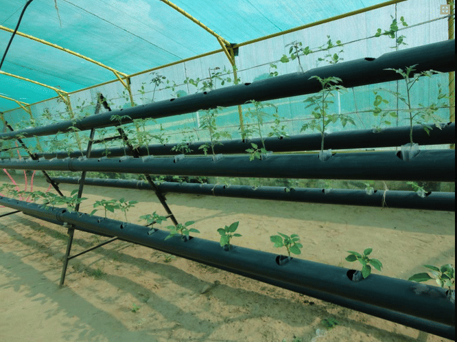 Agriculture University Jodhpur Agriculture photo 5