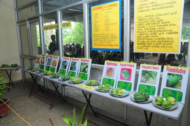 Kerala Agricultural University, College of Agriculture Padanakkad Kasaragod Mango Fest photo 4