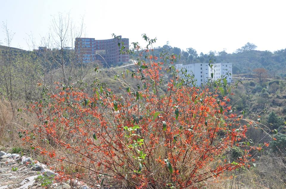 Career Point University Hamirpur Campus photo 2