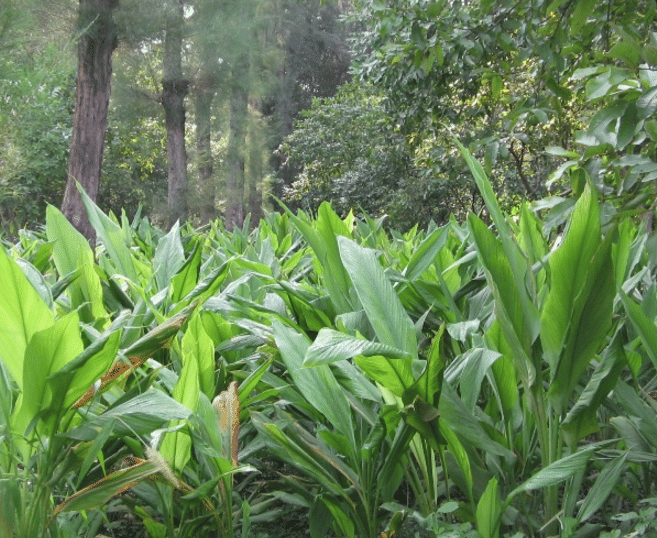 NDUAT NDUAT - Forest Department photo 9