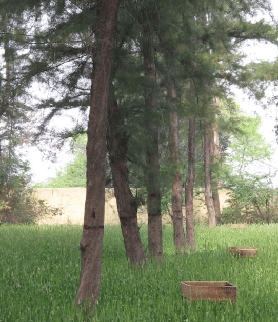 NDUAT NDUAT - Forest Department photo 8