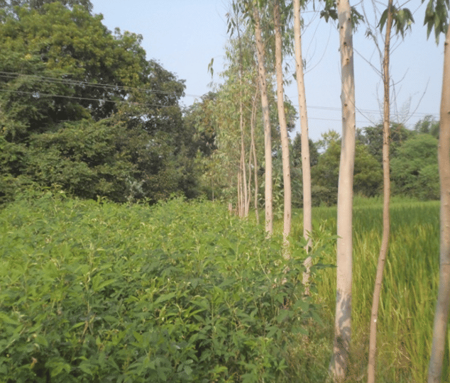 NDUAT NDUAT - Forest Department photo 1