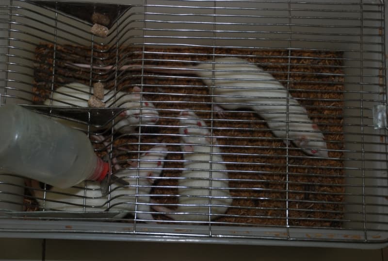 Indira College of Pharmacy Pune Animal House photo 6