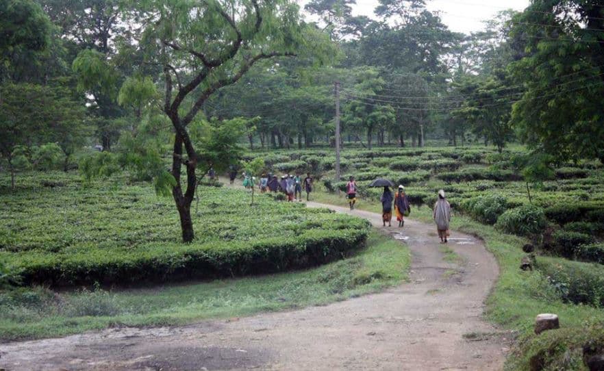 Darjeeling Tea Research and Management Association Facility photo 1