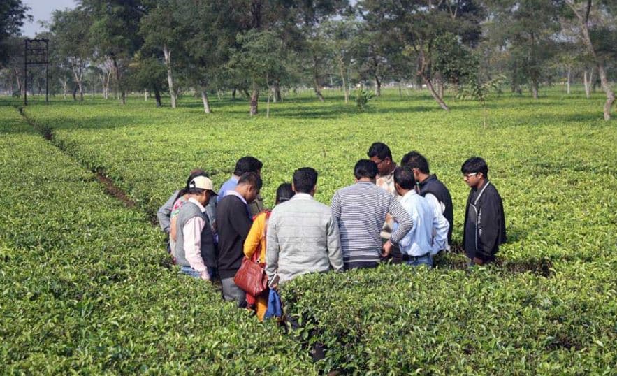 Darjeeling Tea Research and Management Association Facility photo 8