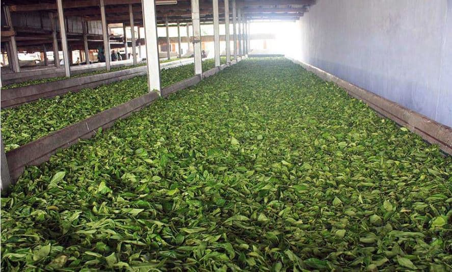 Darjeeling Tea Research and Management Association Facility photo 4