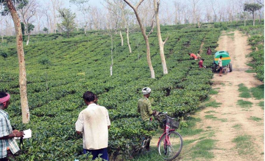 Darjeeling Tea Research and Management Association Facility photo 5