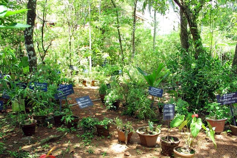 Mannam Ayurveda Cooperative Medical College Pandalam Pathanamthitta Campus photo 4