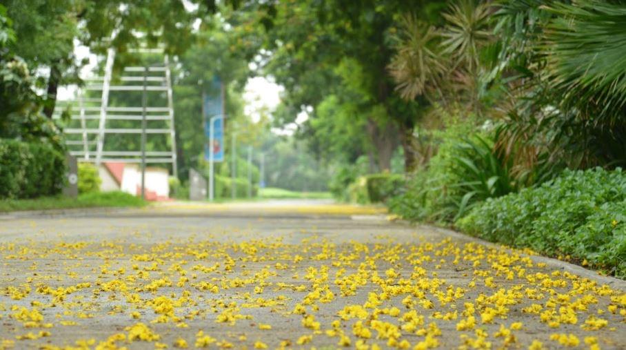 Nirma University Ahmedabad Campus photo 8