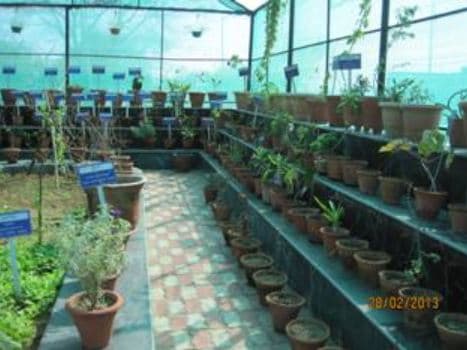 Ch. Brahm Prakash Ayurved Charak Sansthan New Delhi Herbal Garden photo 4