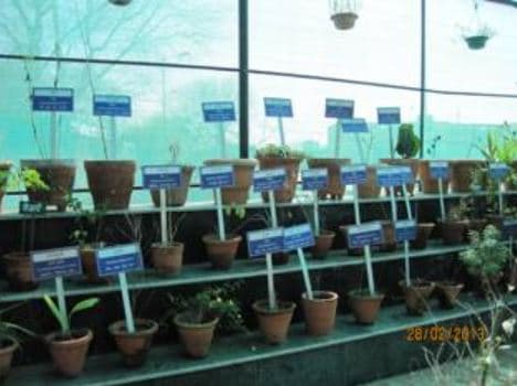 Ch. Brahm Prakash Ayurved Charak Sansthan New Delhi Herbal Garden photo 5