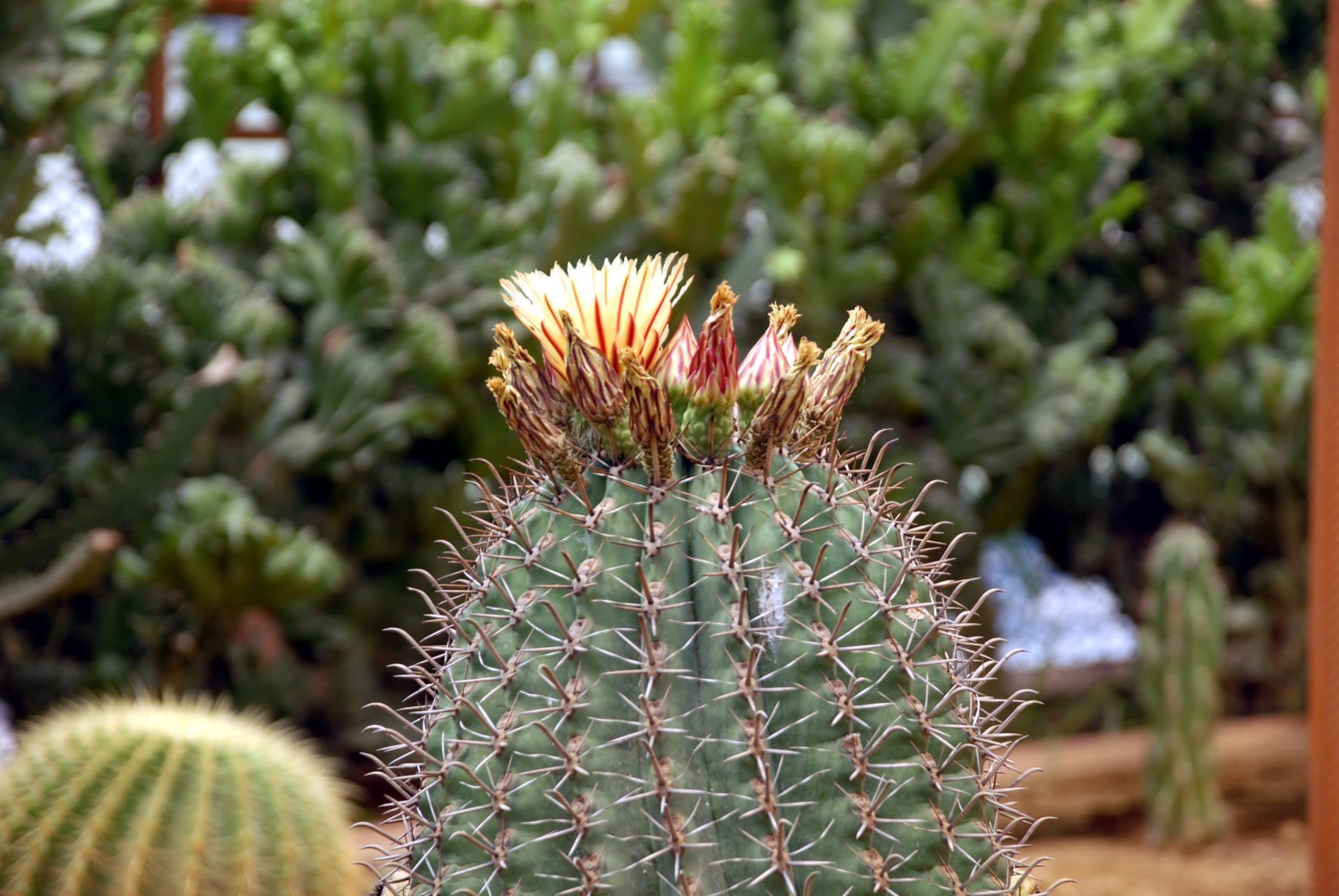 NIST University Campus View photo 6