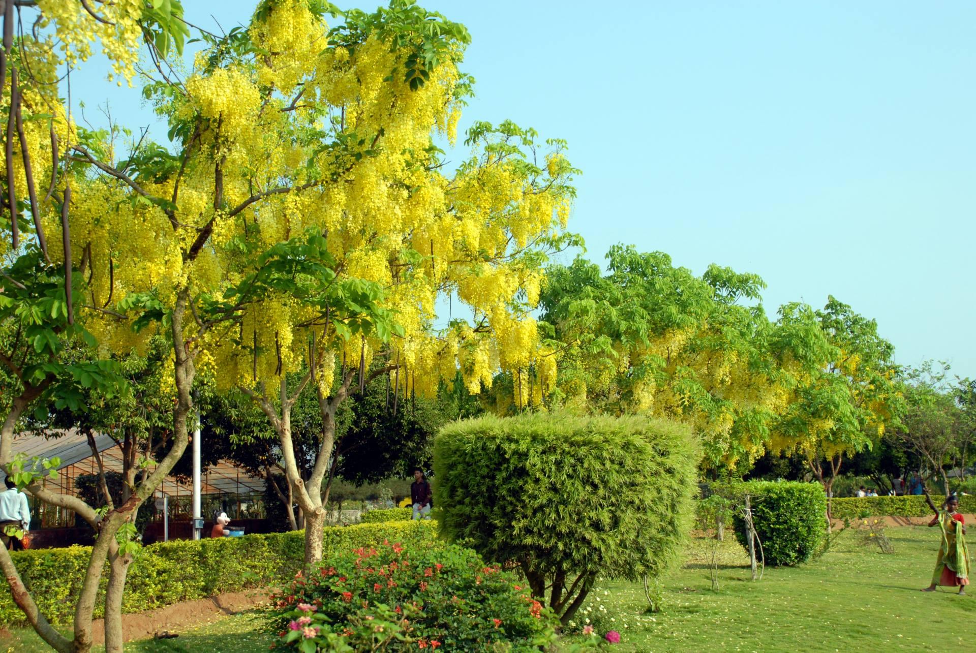 NIST University Campus View photo 18