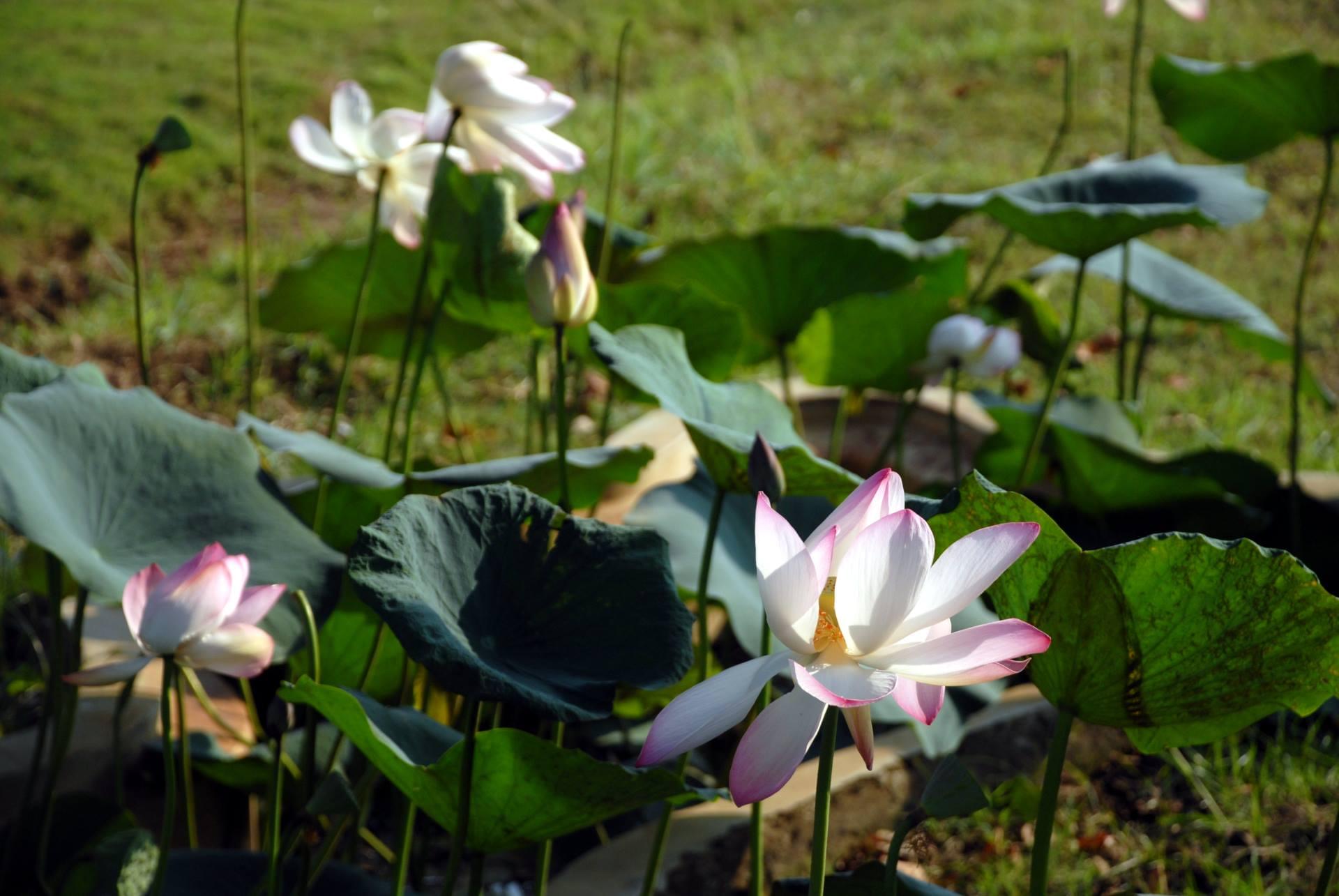 NIST University Campus View photo 24